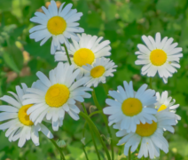 放下了也就释然了的句子(37句)