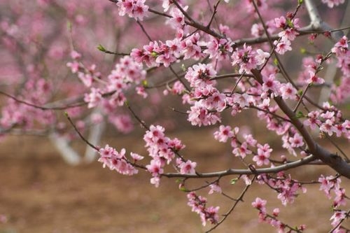 形容桃花的唯美短句(40句) 形容桃花的唯美短句(40句)