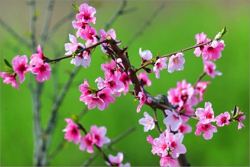 形容桃花的唯美短句(40句) 形容桃花的唯美短句(40句)