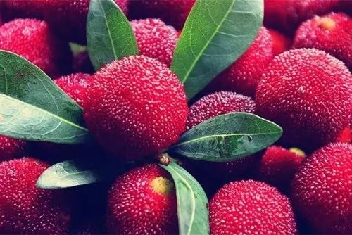 吃杨梅的说说短语(精选45句) 吃杨梅的说说短语(精选45句)