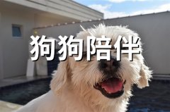 狗狗陪伴温暖的句子(58句)