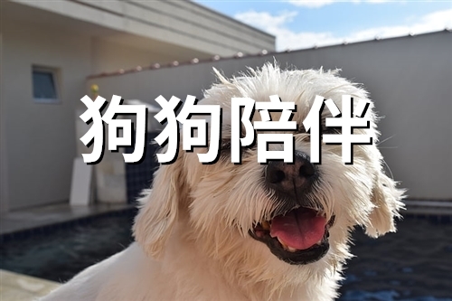 狗狗陪伴温暖的句子(58句)