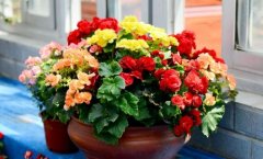 欣赏花的优美句子(精选98句)