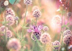 鲁迅语录经典语录(精选66句)