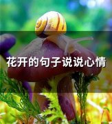 花开的句子说说心情 花开的时候心情说说