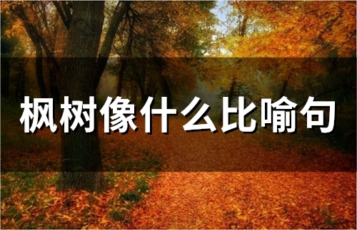枫树像什么比喻句(精选22句)(枫树像什么比喻句小学二年级)
