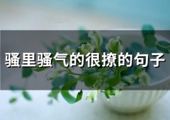 骚里骚气的很撩的句子(67句)