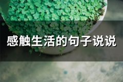 感触生活的句子说说(65句)