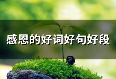 感恩的好词好句好段(精选47句)