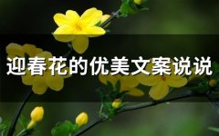 关于迎春花的优美文案说说(精选94句)