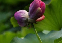 大话西游之月光宝盒吴孟达台词(精选45句)