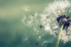 早上好爱情问候语(65句)