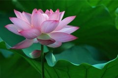 四月一日发朋友圈的说说(汇总49句)