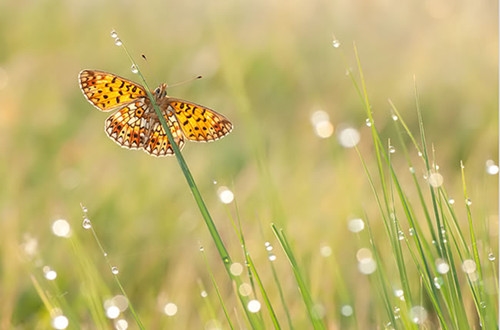 适合做书签的古风诗句大全(共65句)