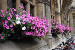 月亮寄托相思的名句(推荐58句)