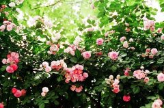 笑死人歪理句子(优选53句)