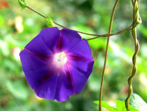 爱情的句子唯美短句(汇总76句)