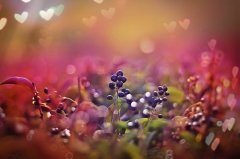 放弃爱情的经典句子短句(必备72句)