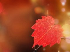 抖音写女人最火的句子(汇总65句)