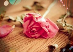 没有情人的情人节句子说说(优选63句)