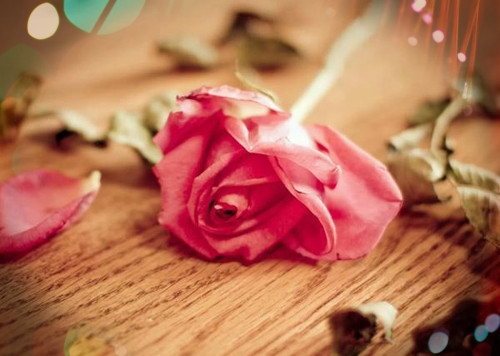 没有情人的情人节句子说说(优选63句) 没有情人的情人节句子说说(优选63句)