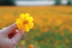 愚人节表白男生句子大全(实用73句)