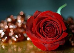 钟情于一人的诗句(推荐34句)