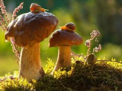 爸爸生日发朋友圈句子(热门81句)