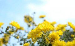比喻菊花像什么的句子(精选87句)
