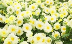 菊花的样子描写短句(优选66句)