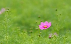 七夕专属软萌网名可爱情侣名字(精选241个)