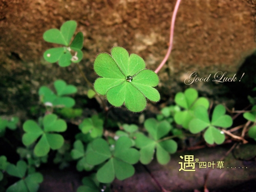 关于凄美爱情的文艺伤感句子(通用69句) 关于凄美爱情的文艺伤感句子(通用69句)