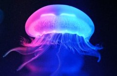 英雄联盟劫伤感名字(494个)