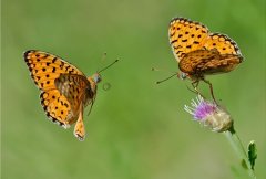 给老婆的甜言蜜语的短句(推荐166句)