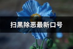 扫黑除恶最新口号(优选73句)