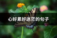 心好累好迷茫的句子(推荐69句)