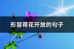形容荷花开放的句子(热门66句)