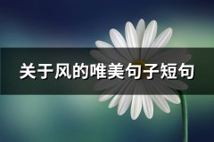 关于风的唯美句子短句(71句)