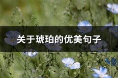 关于琥珀的优美句子(优选68句)