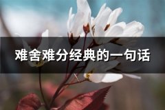 难舍难分经典的一句话(必备39句)