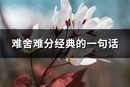 难舍难分经典的一句话(必备39句)