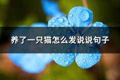 养了一只猫怎么发说说句子(通用66句)