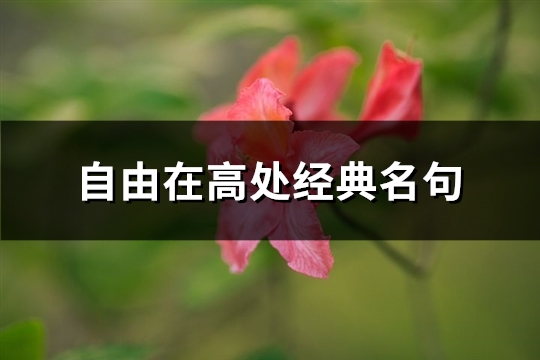 自由在高处经典名句(共63句)(自由在高处经典句子)