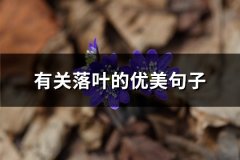 有关落叶的优美句子(必备65句)