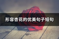 形容杏花的优美句子短句(通用73句)