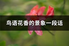 鸟语花香的景象一段话(汇总67句)