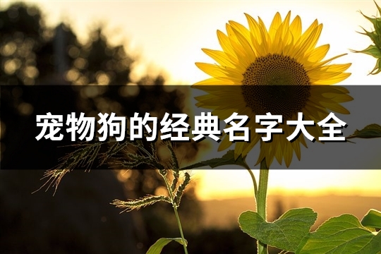 宠物狗的经典名字大全(共98个)(宠物狗名字霸气名字大全)