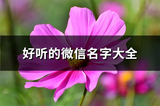 好听的微信名字大全(1388个)(好听的微信名字2023女)