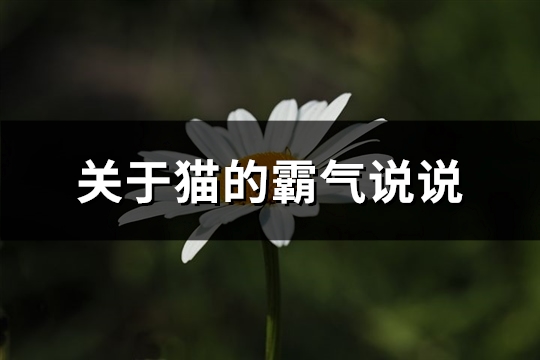 关于猫的霸气说说