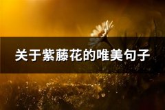 关于紫藤花的唯美句子(汇总54句)